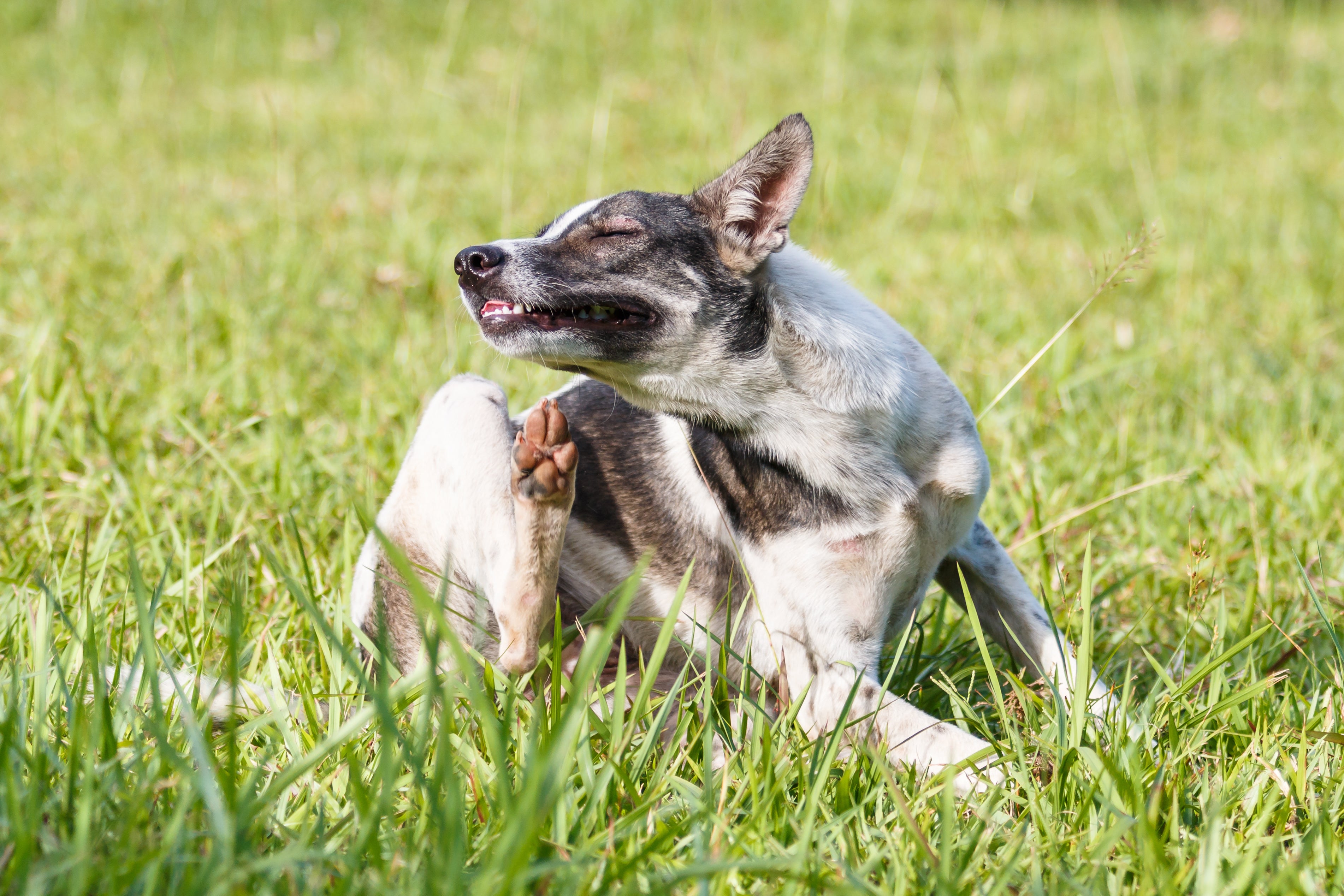 Natural remedies for outlet yeast in dogs