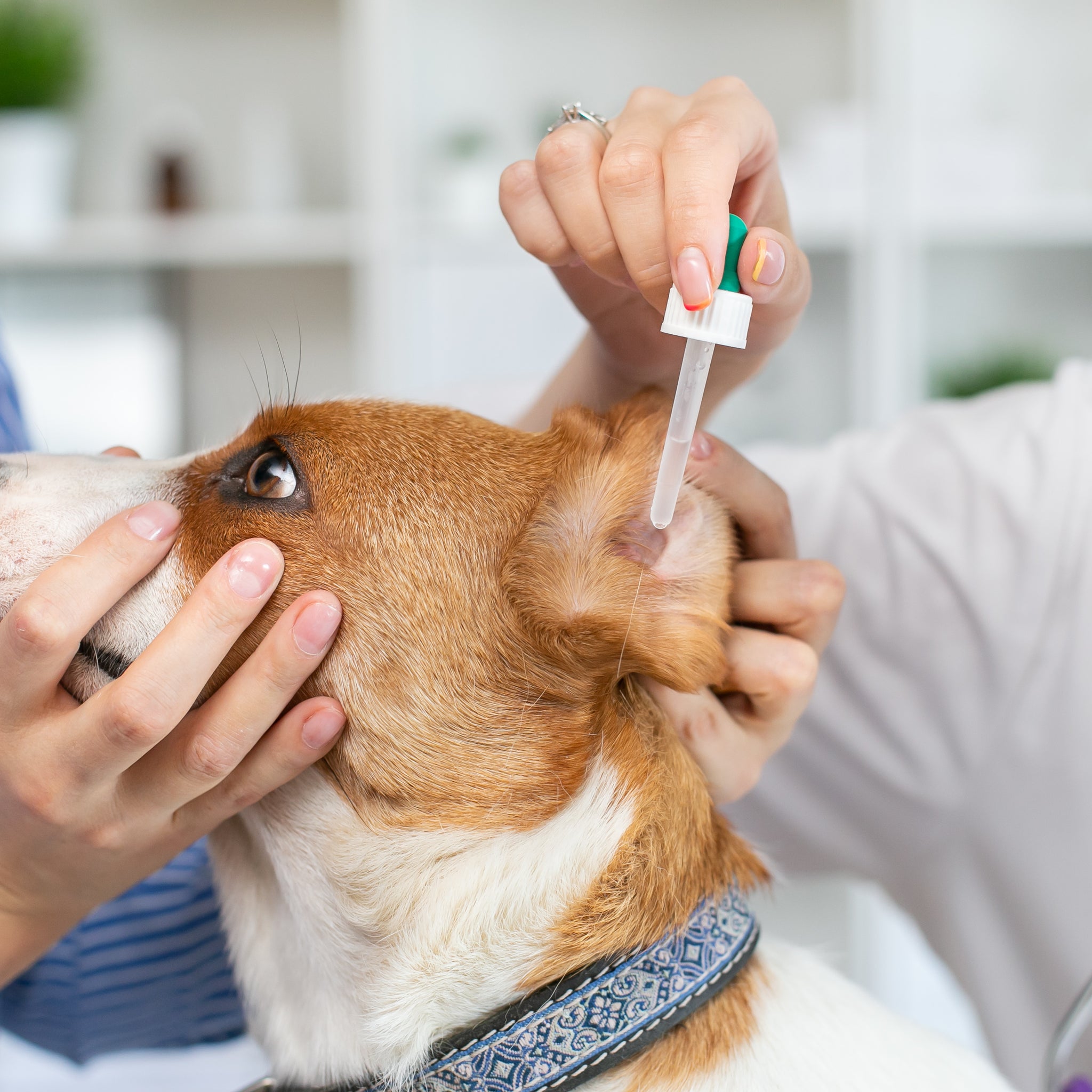 Essential Ear Care for Dogs: Protecting Your Furry Friend's Hearing
