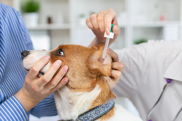 Essential Ear Care for Dogs: Protecting Your Furry Friend's Hearing