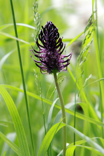 devil's claw infused olive oil anti-inflammatory analgesic 