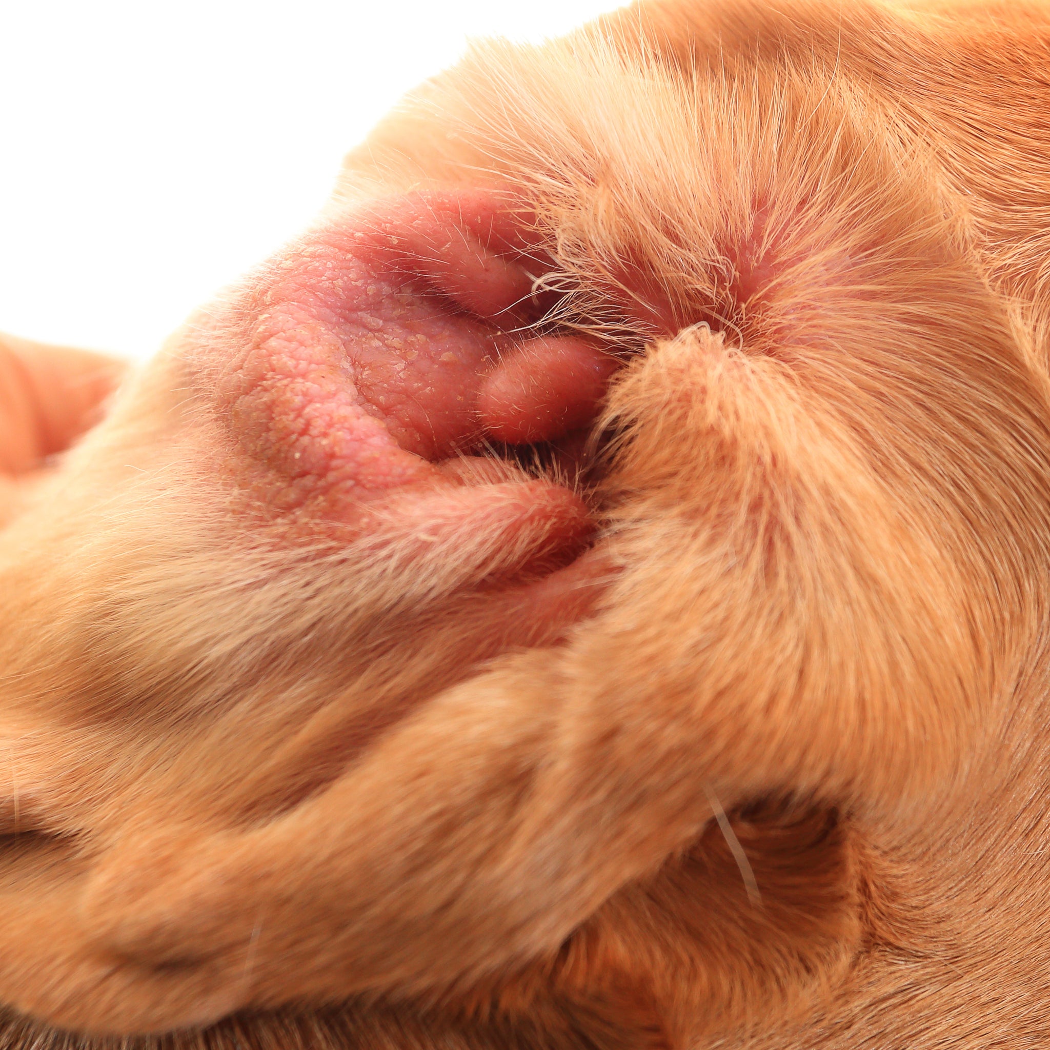 What Foods Cause Ear Infections in Dogs? Identifying Dietary Triggers for Your Canine Companion