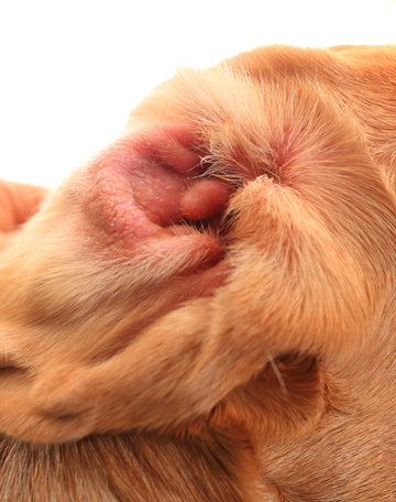 What Foods Cause Ear Infections in Dogs? Identifying Dietary Triggers for Your Canine Companion