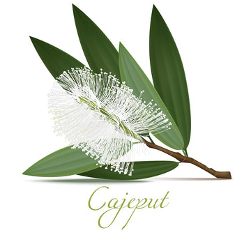 Cajeput (Melaleuca cajuputi): A Versatile Essential Oil