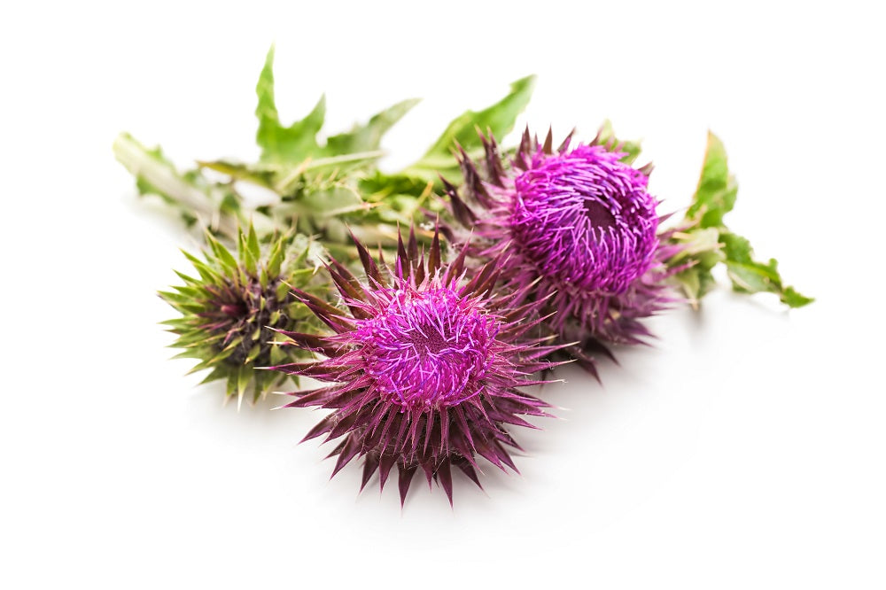 Milk Thistle for Pet Health: Supporting Liver Function in Dogs and Cats