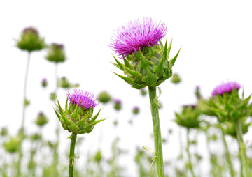 milk thistle skin benefits liver health anti-inflammatory antioxidant acne eczema psoriasis antiaging